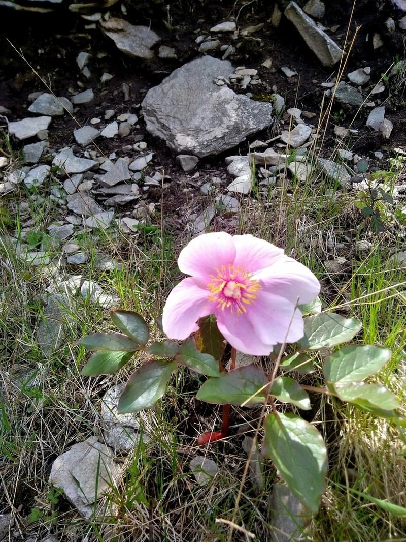 Paeonia corsica
