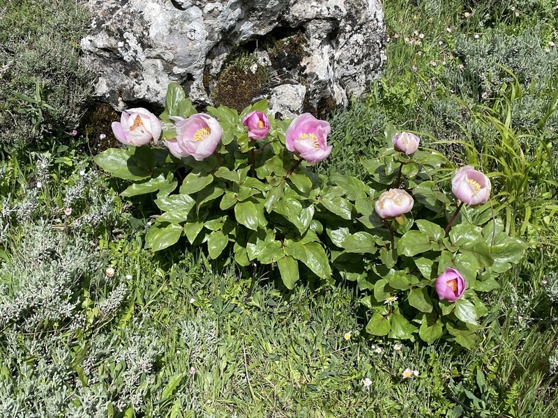 Paeonia corsica photo 2