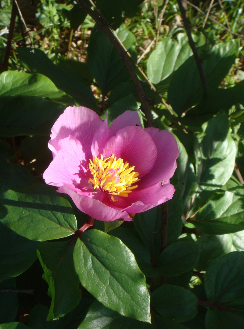 Paeonia corsica photo 3