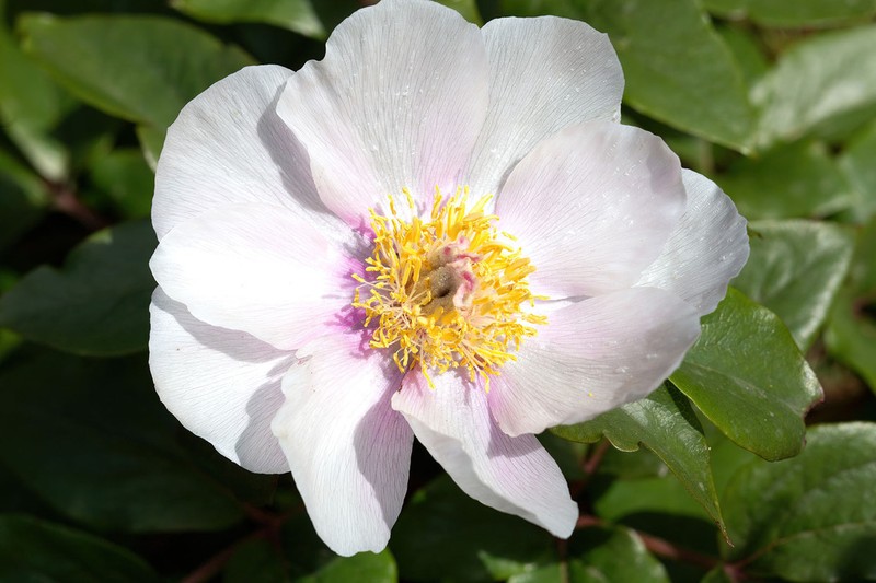 Paeonia corsica photo 4