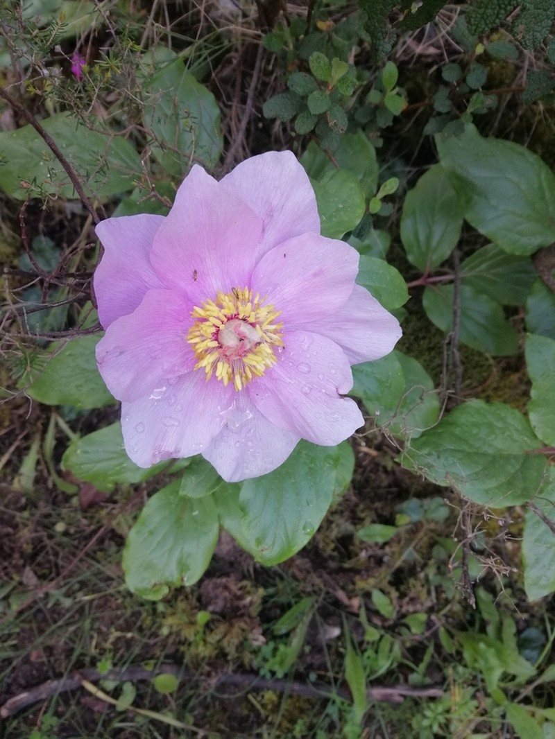 Paeonia corsica photo 5