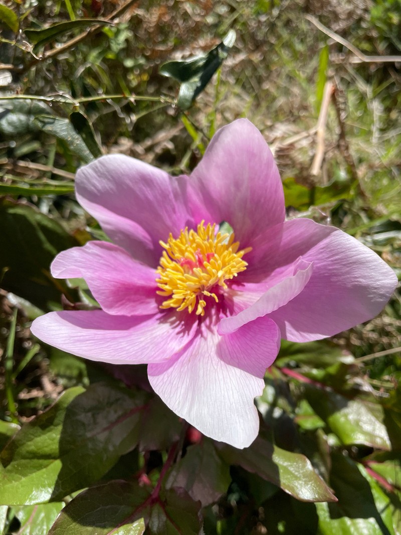 Paeonia corsica photo 6