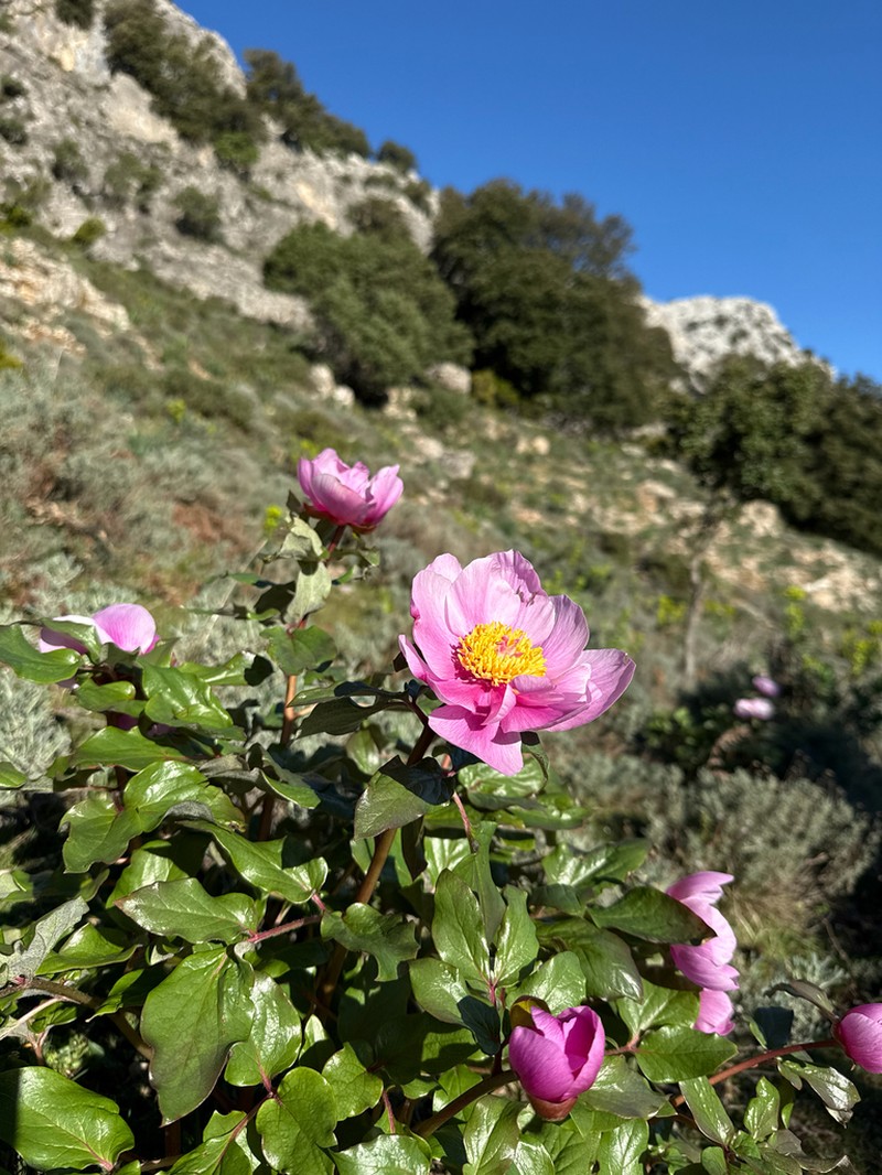 Paeonia corsica photo 7