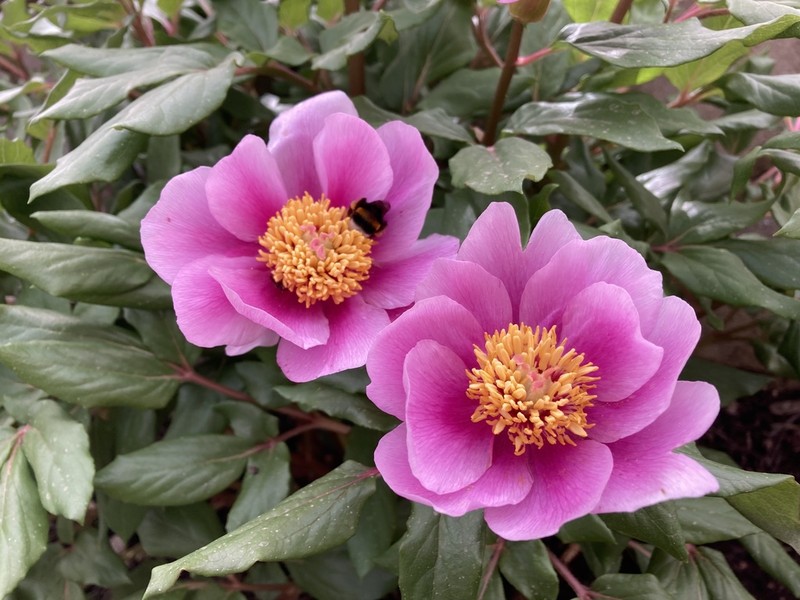 Paeonia corsica photo 8