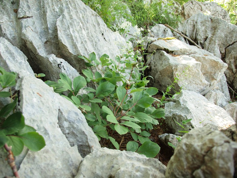 Paeonia daurica