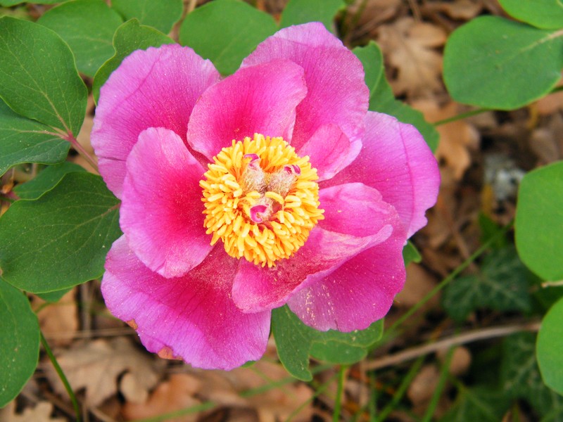 Paeonia daurica photo 2