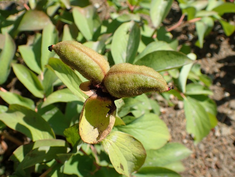 Paeonia daurica photo 3