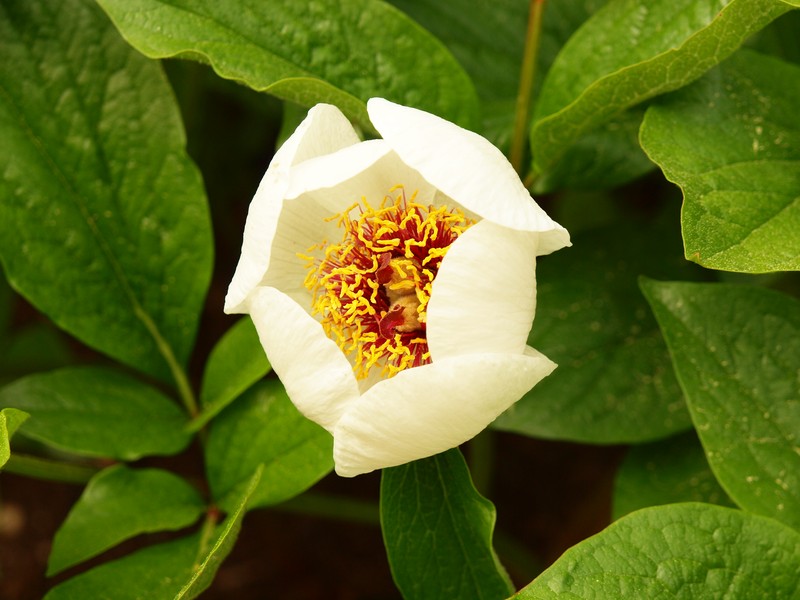 Paeonia daurica photo 5