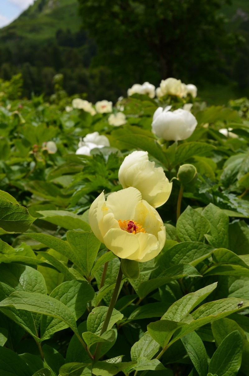 Paeonia daurica photo 7