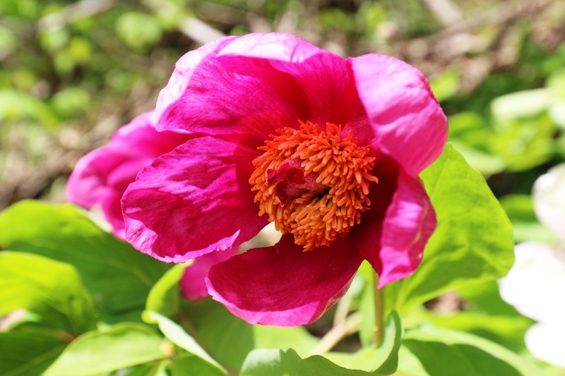 Paeonia daurica nothosubsp. lagodechiana