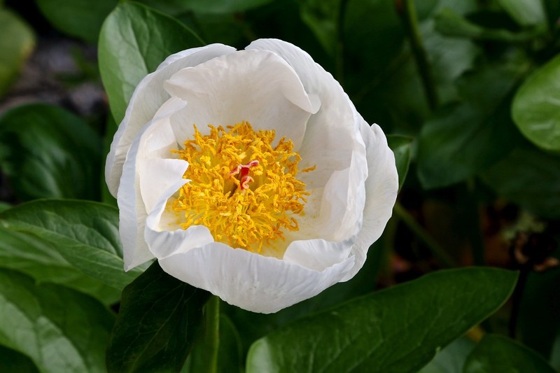 Paeonia daurica subsp. coriifolia photo 2