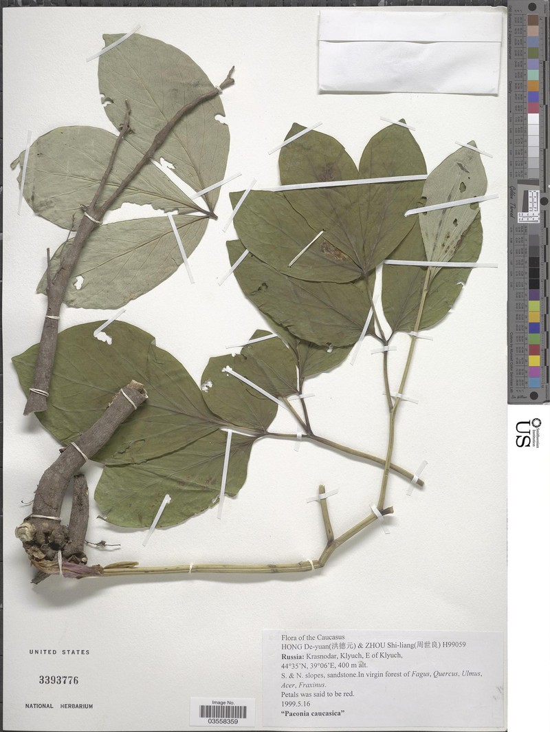 Paeonia daurica subsp. coriifolia photo 3