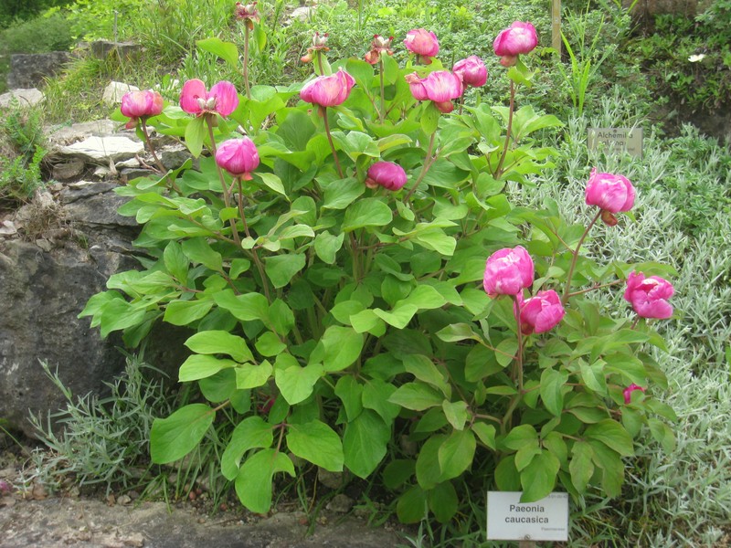 Paeonia daurica subsp. coriifolia