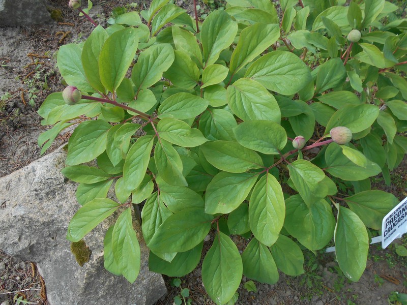 Paeonia daurica subsp. coriifolia photo 4