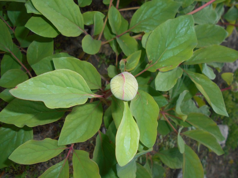 Paeonia daurica subsp. coriifolia photo 5