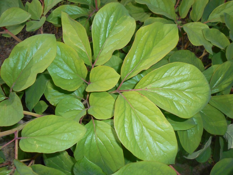 Paeonia daurica subsp. coriifolia photo 6