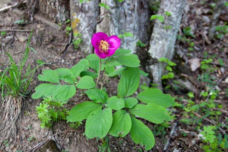 Paeonia daurica subsp. coriifolia photo 7