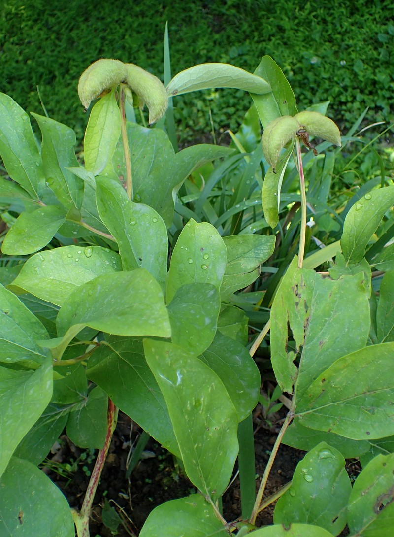 Paeonia daurica subsp. coriifolia photo 8