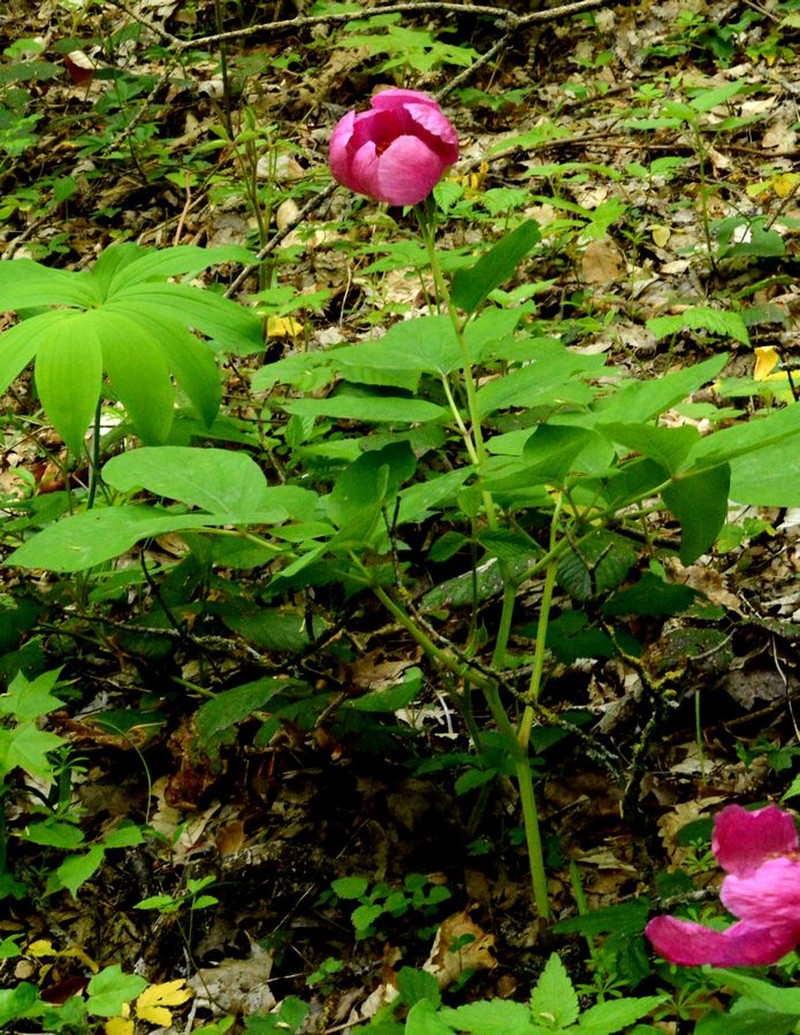 Paeonia daurica subsp. daurica photo 2