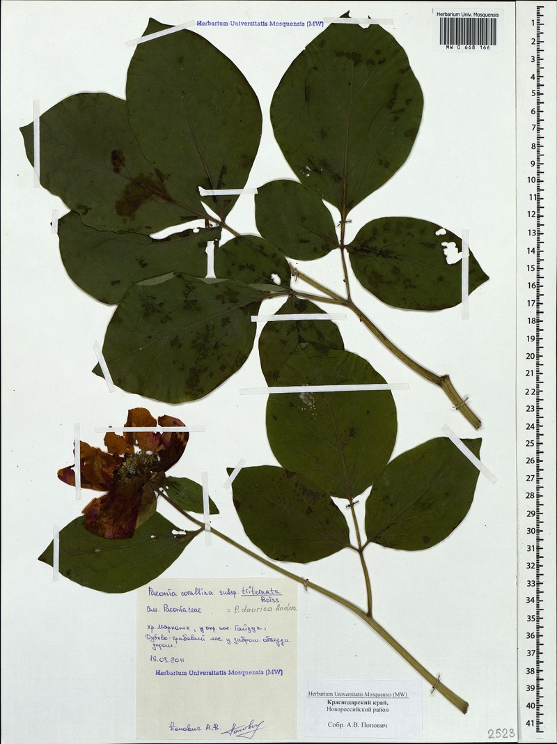 Paeonia daurica subsp. daurica photo 3