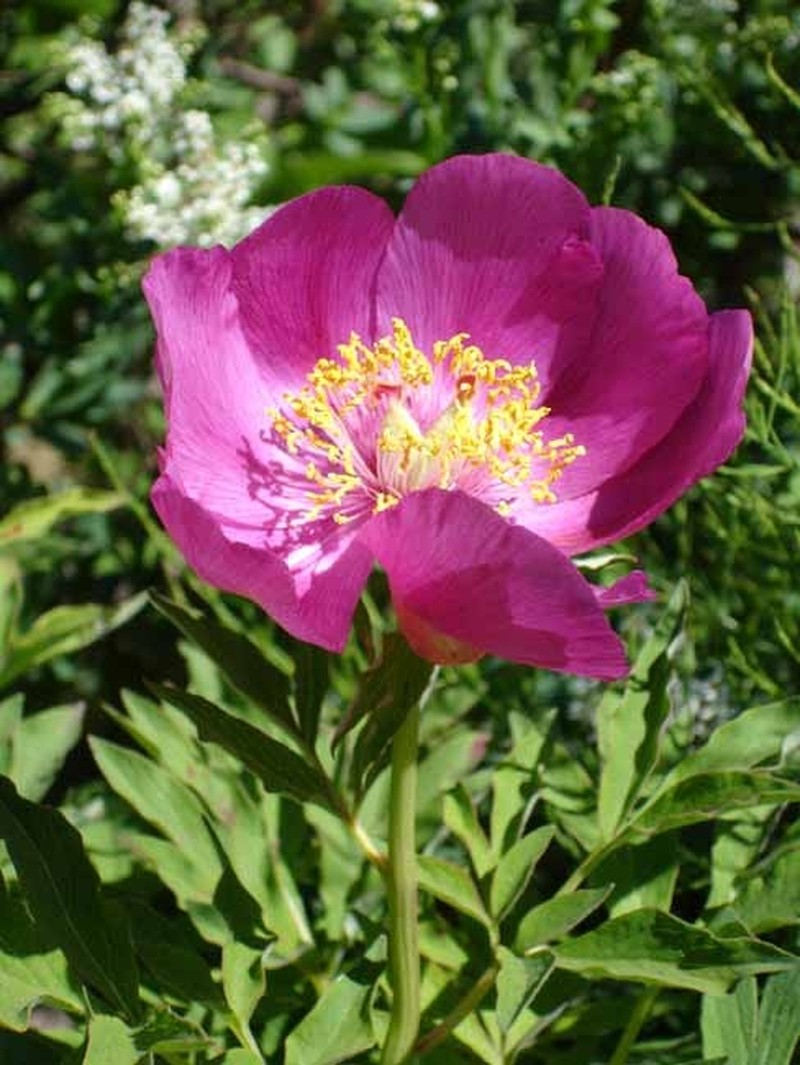Paeonia daurica subsp. daurica