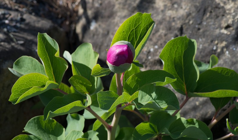 Paeonia daurica subsp. daurica photo 6