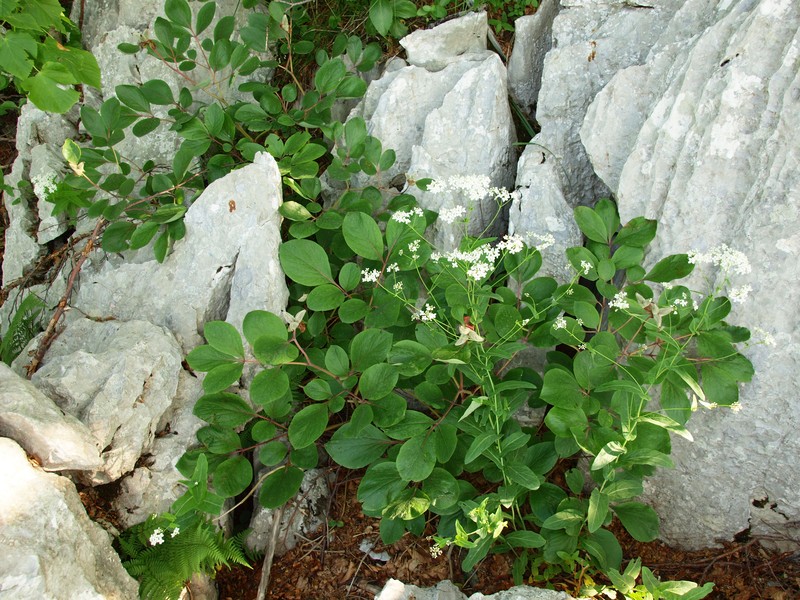 Paeonia daurica subsp. daurica photo 8