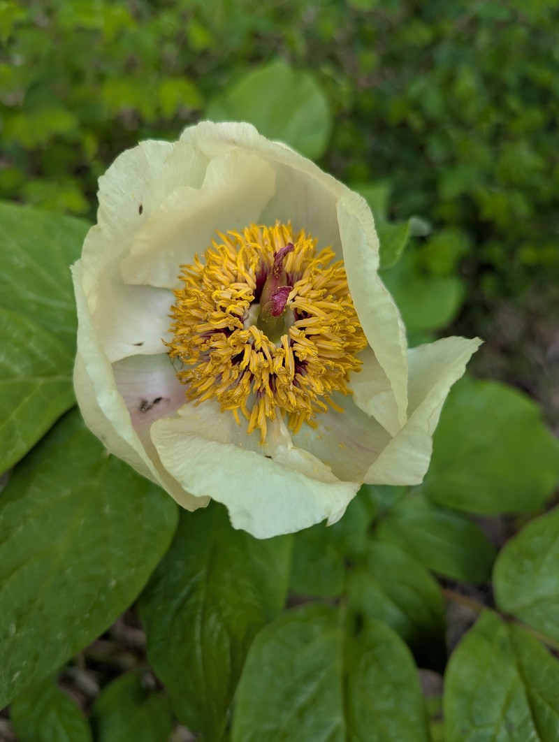 Paeonia daurica subsp. macrophylla photo 2