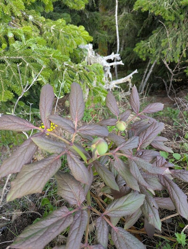 Paeonia daurica subsp. macrophylla photo 3