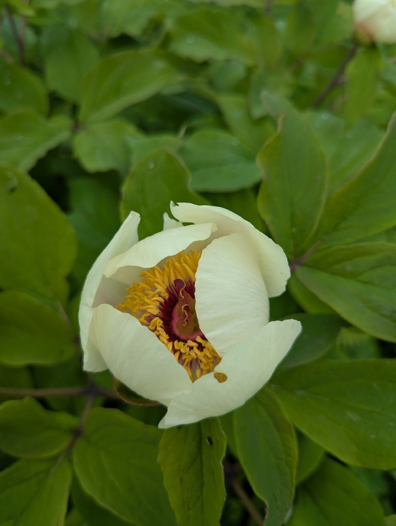 Paeonia daurica subsp. macrophylla photo 4