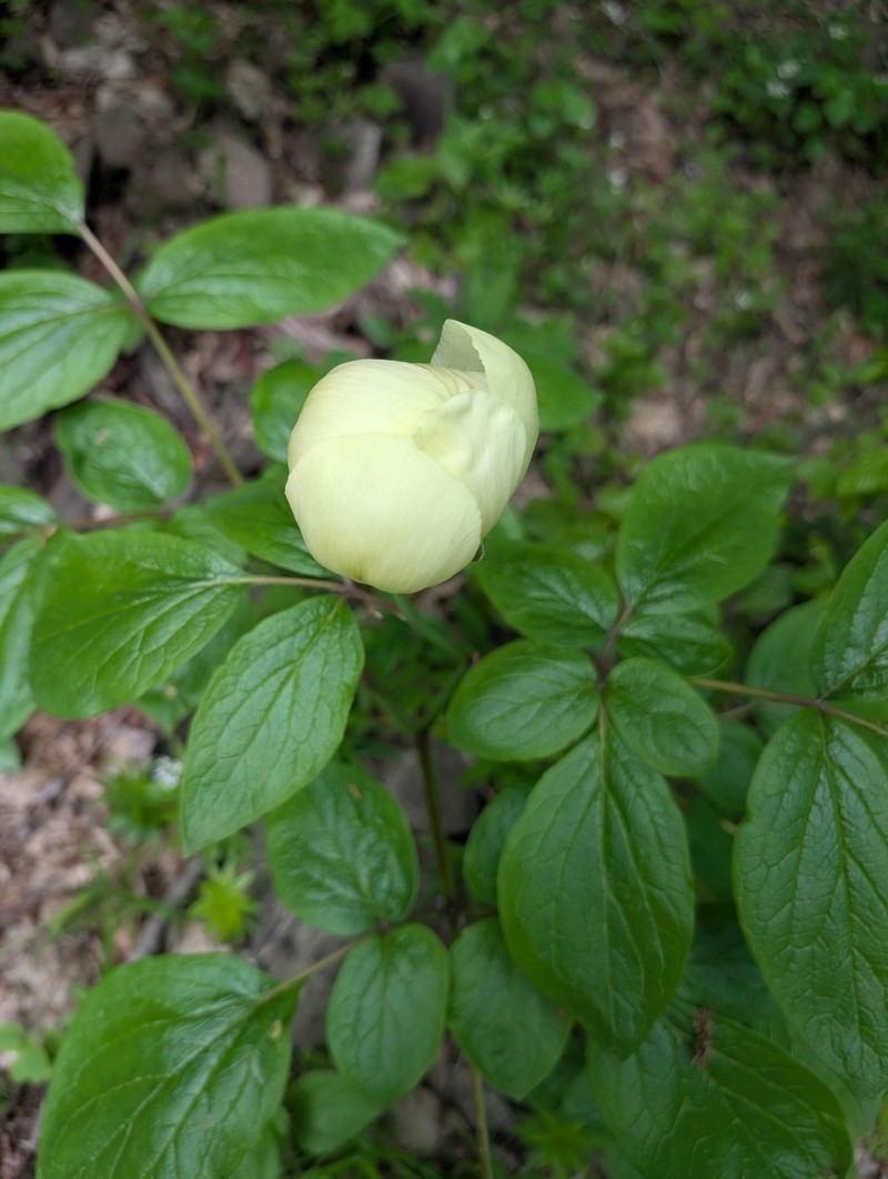 Paeonia daurica subsp. macrophylla photo 5