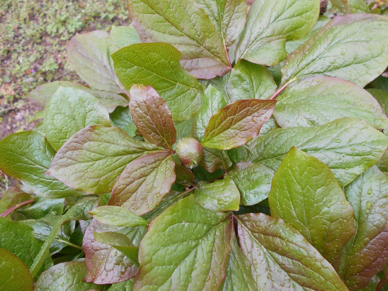 Paeonia daurica subsp. macrophylla
