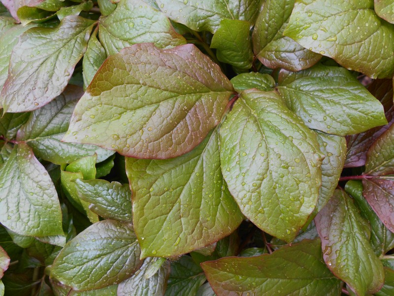 Paeonia daurica subsp. macrophylla photo 6