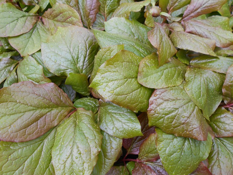 Paeonia daurica subsp. macrophylla photo 7