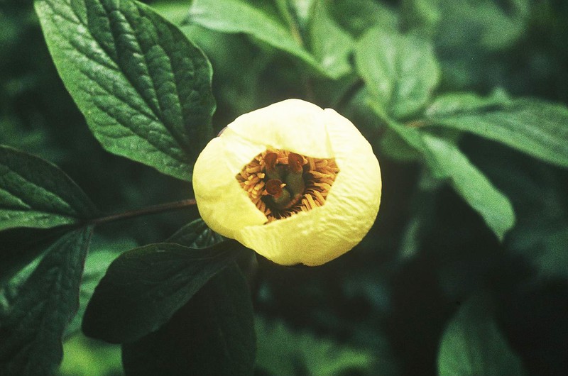 Paeonia daurica subsp. macrophylla photo 8