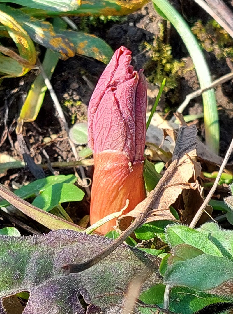 Paeonia daurica subsp. mlokosewitschii photo 2