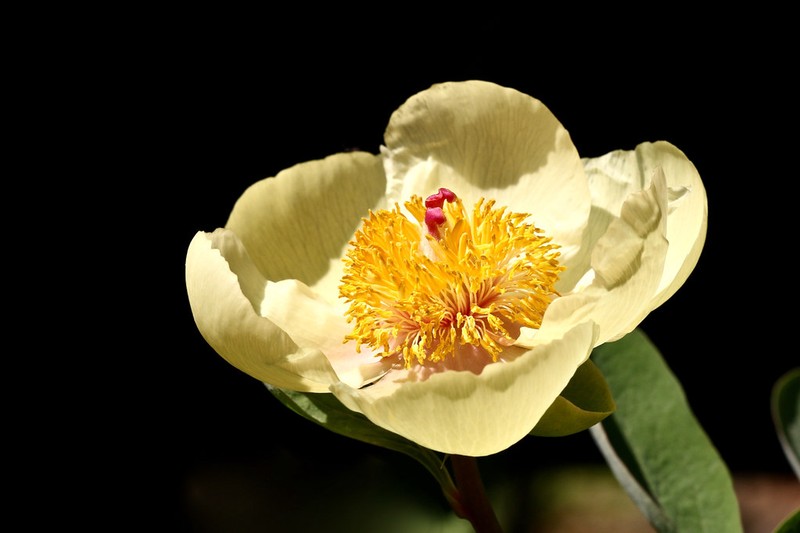 Paeonia daurica subsp. mlokosewitschii photo 3