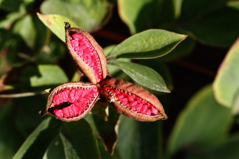 Paeonia daurica subsp. mlokosewitschii photo 4
