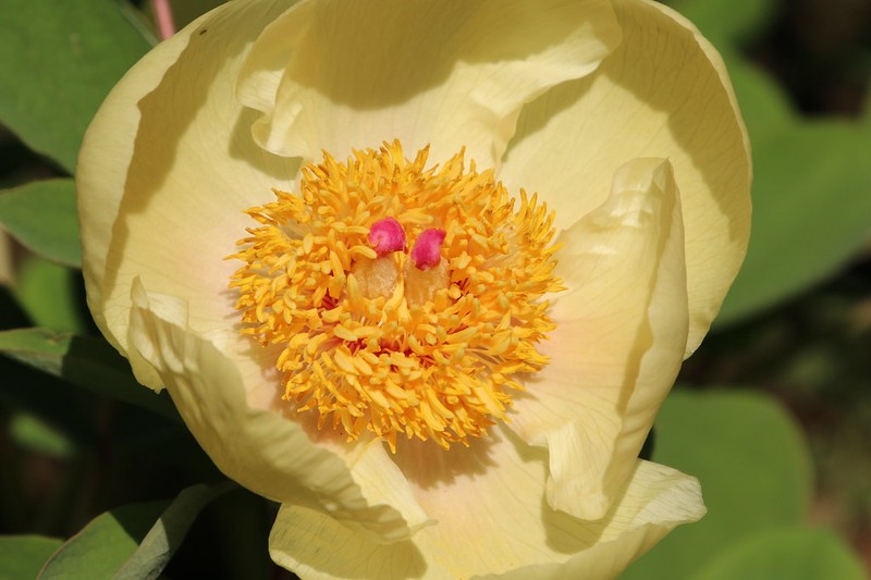 Paeonia daurica subsp. mlokosewitschii photo 5