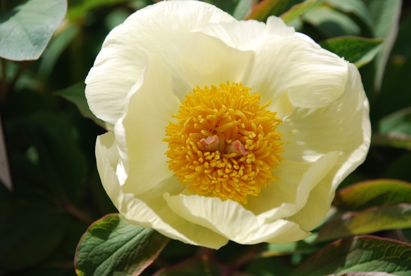 Paeonia daurica subsp. mlokosewitschii