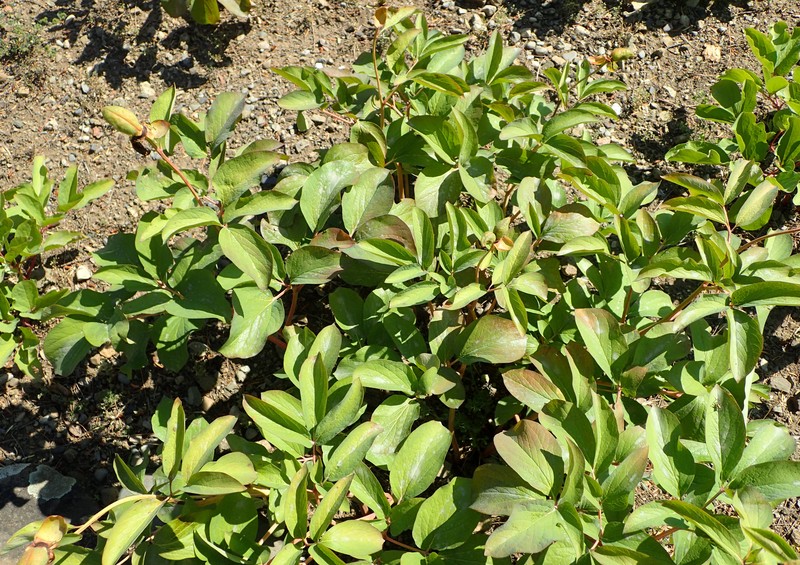 Paeonia daurica subsp. mlokosewitschii photo 6