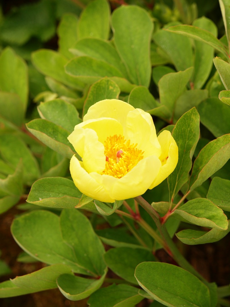 Paeonia daurica subsp. mlokosewitschii photo 8