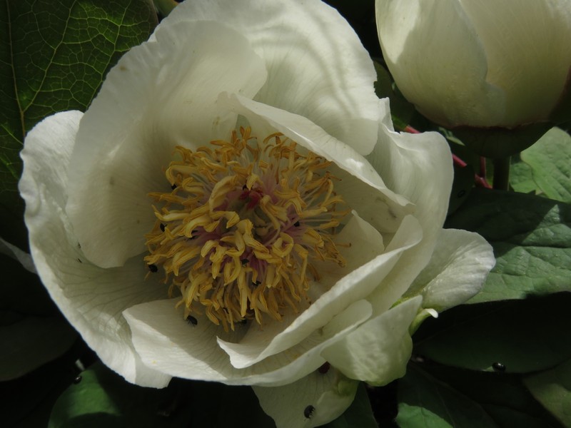 Paeonia daurica subsp. tomentosa photo 2