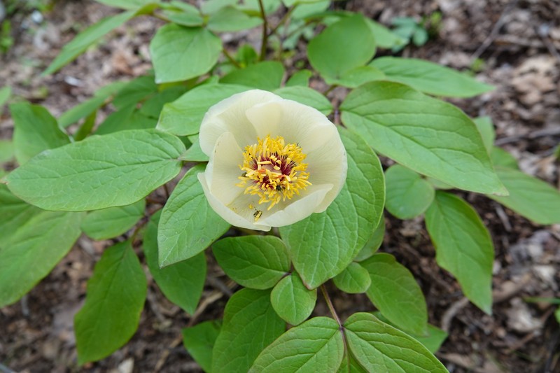 Paeonia daurica subsp. tomentosa photo 3