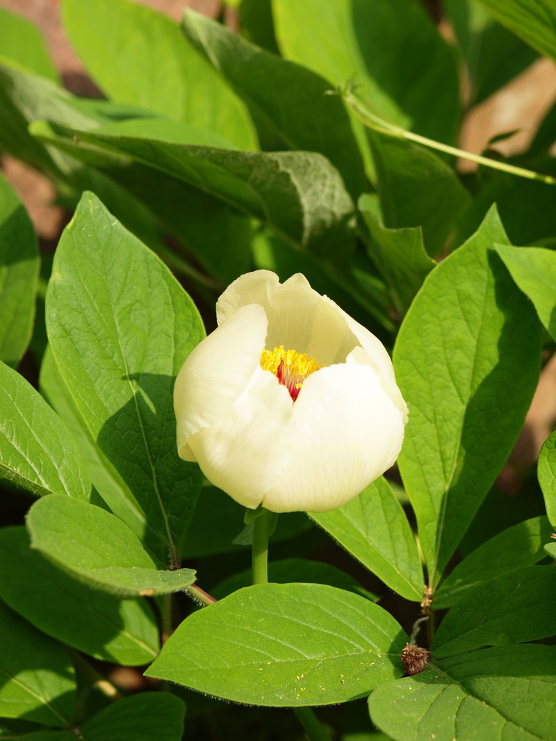 Paeonia daurica subsp. tomentosa