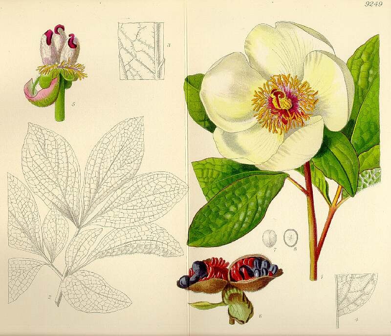 Paeonia daurica subsp. tomentosa photo 6