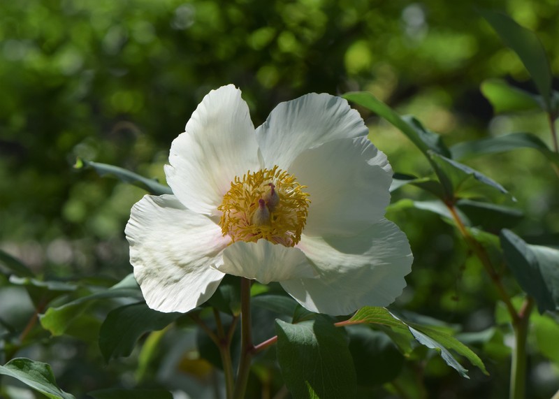Paeonia daurica subsp. tomentosa photo 7