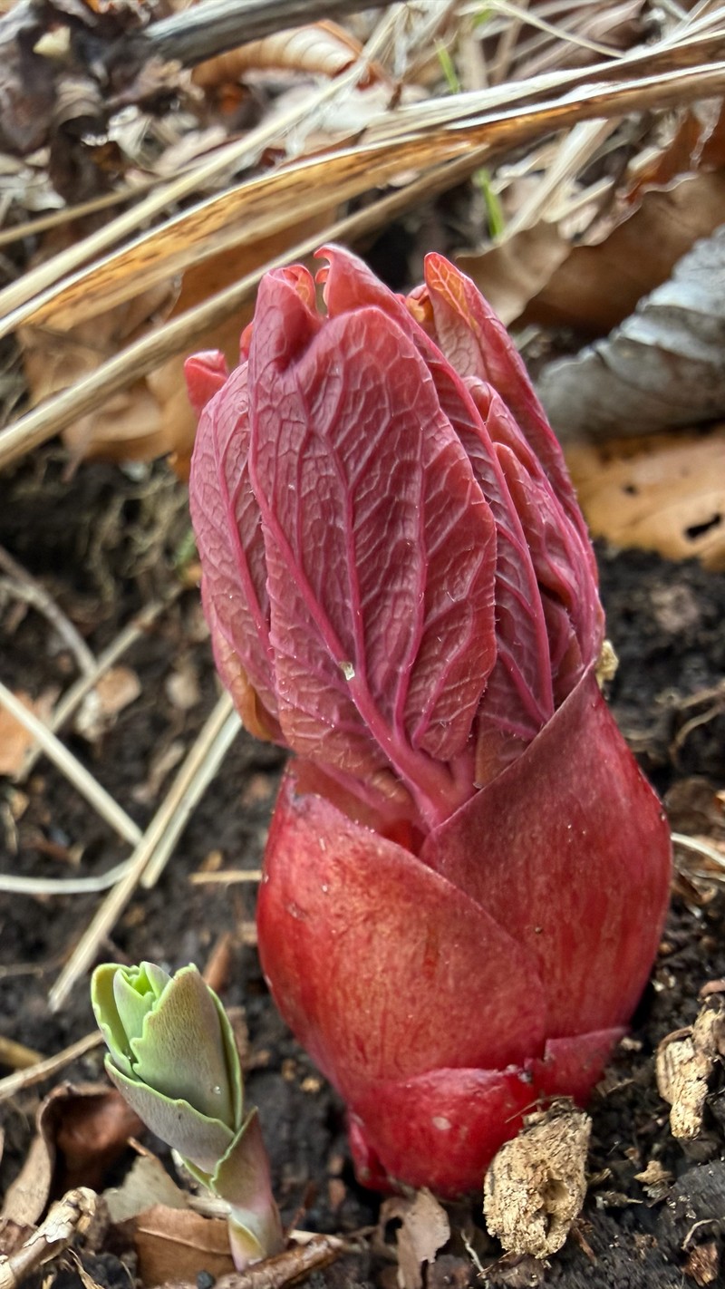 Paeonia daurica subsp. velebitensis photo 2