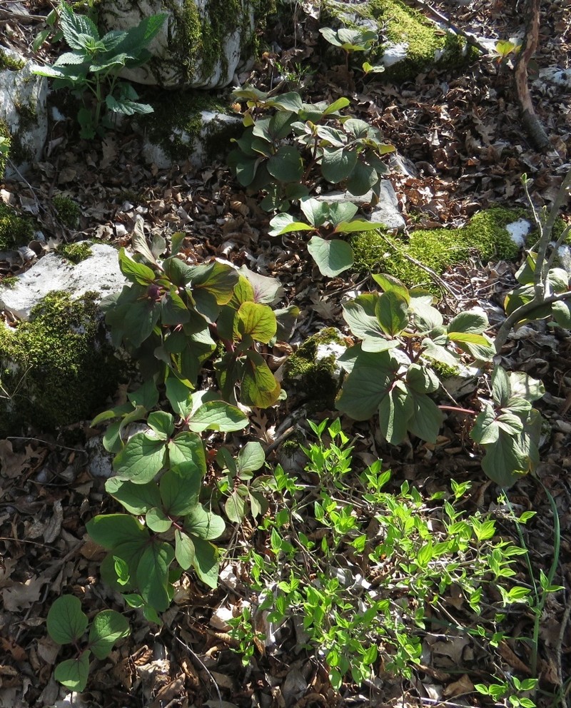 Paeonia daurica subsp. velebitensis photo 3