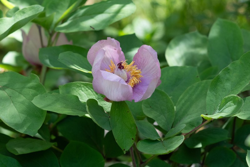 Paeonia daurica subsp. velebitensis photo 4